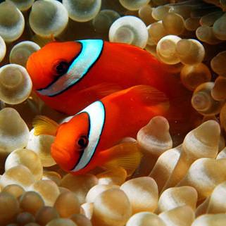 Tomato Clownfish (Amphiprion frenatus) - Fresh N Marine