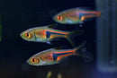 Lambchop Rasbora (Trigonostigma espei) - Fresh N Marine