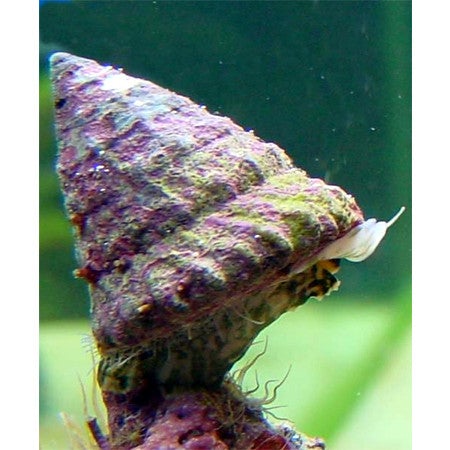 Turban Snail (Tectus fenestratus) - Fresh N Marine