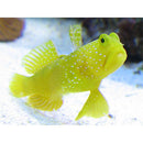 Yellow Watchman Goby (Cryptocentrus cinctus) - Fresh N Marine