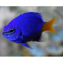 Yellow Tail Damsel (Chrysiptera parasema) - Fresh N Marine