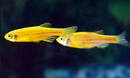 Zebra Danio (Yellow) - Fresh N Marine