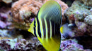 Pacific Sailfin Tang (Zebrasoma veliferum) - Fresh N Marine