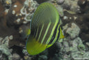 Pacific Sailfin Tang (Zebrasoma veliferum) - Fresh N Marine