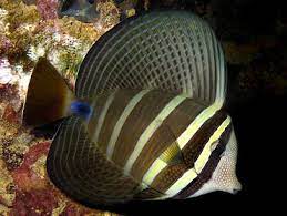 Pacific Sailfin Tang (Zebrasoma veliferum) - Fresh N Marine
