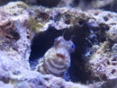 Algae Blenny (Salarias fasciatus) - Fresh N Marine