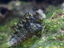 Algae Blenny (Salarias fasciatus) - Fresh N Marine