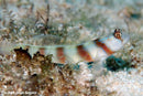 Wide Barred Shrimp Goby (Amblyeleotris Latifasciata) - Fresh N Marine