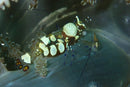 Anemone Shrimp (Periclimenes brevicarpalis) - Fresh N Marine