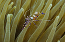 Anemone Shrimp (Periclimenes brevicarpalis) - Fresh N Marine