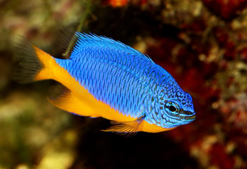 Royal Damsel / Yellow Belly Blue Damselfish (Chrysiptera hemicyanea