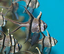 Banggai Cardinal (Pterapogon kauderni) - Fresh N Marine
