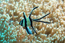 Banggai Cardinal (Pterapogon kauderni) - Fresh N Marine