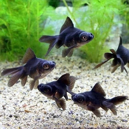 Black Moor Goldfish (Carassius auratus) - Fresh N Marine