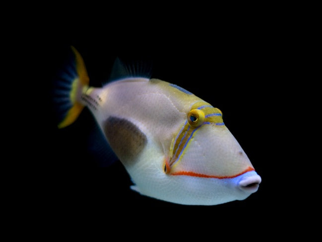 Blackbelly Triggerfish (Rhinecanthus verrucosus) - Fresh N Marine