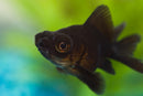 Black Moor Goldfish (Carassius auratus) - Fresh N Marine