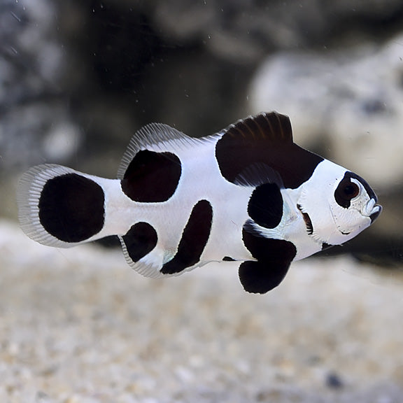 Black Storm Clownfish (Amphiprion ocellaris var.) - Fresh N Marine