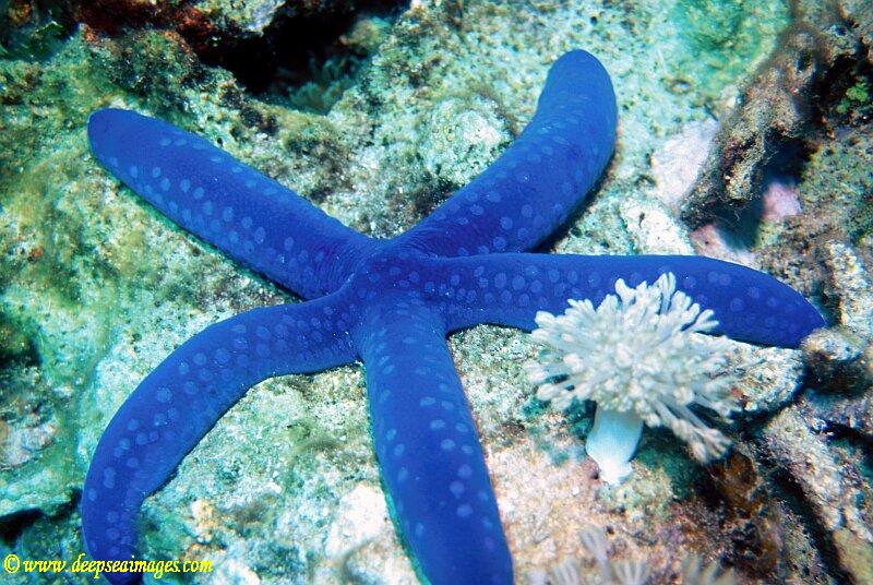 Blue Linkia Starfish (Linckia laevigata) - Fresh N Marine