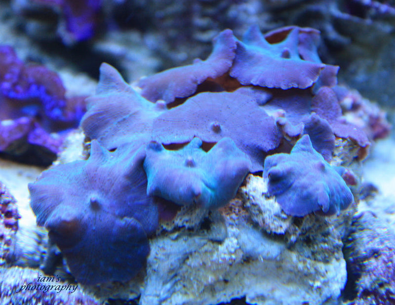 Blue Discosoma Mushroom Coral (per polyp) - Fresh N Marine