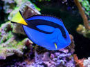 Blue Tang (Paracanthurus hepatus) - Fresh N Marine