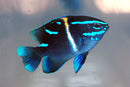 Blue Velvet Damsel (Paraglyphidodon oxyodon) - Fresh N Marine