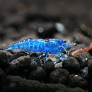 Blue Velvet Shrimp (藍絲絨) - Fresh N Marine