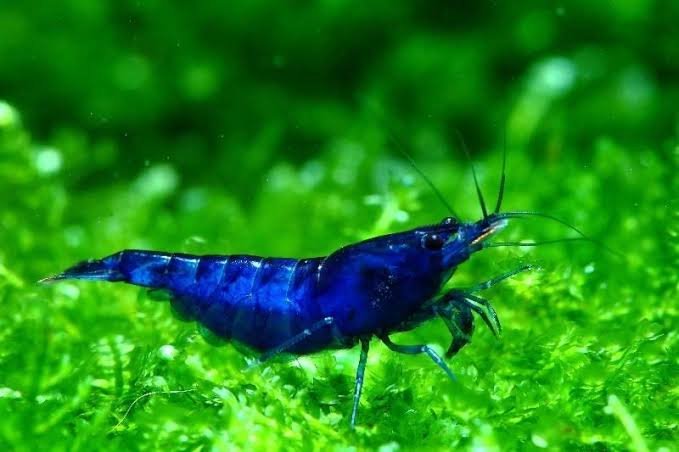 Blue Velvet Shrimp (藍絲絨) - Fresh N Marine