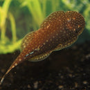 Borneo Sucker (Pseudogastromyzon myers) - Fresh N Marine