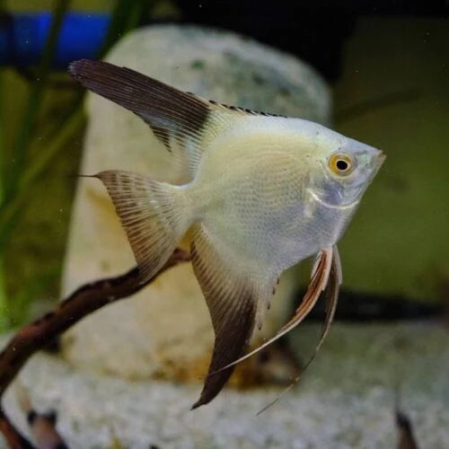 Bulgarian Angelfish (Pterophyllum scalare) - Fresh N Marine