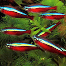 Cardinal Tetra (Paracheirodon axelrodi) - Fresh N Marine