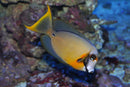 Chocolate Tang (Acanthurus pyroferus) - Fresh N Marine