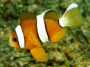 Clarkii Clownfish (Amphiprion clarkii) - Fresh N Marine