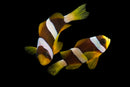 Clarkii Clownfish (Amphiprion clarkii) - Fresh N Marine