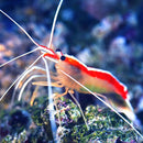 Cleaner Shrimp (Lysmata amboinensis) - Fresh N Marine