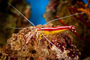 Cleaner Shrimp (Lysmata amboinensis) - Fresh N Marine