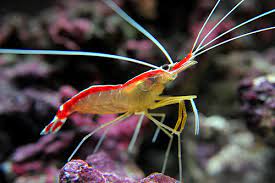 Cleaner Shrimp (Lysmata amboinensis) - Fresh N Marine