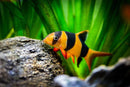 Clown Loach (Chromobotia macracanthus) - Fresh N Marine