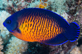Coral Beauty Angelfish (Centropyge bispinosa) - Fresh N Marine
