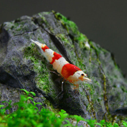 Crystal Red shrimp (Caridina cf. cantonensis)(CRS Grade S)(紅白水晶蝦 S 級 白軀) - Fresh N Marine