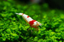 Crystal Red shrimp (Caridina cf. cantonensis)(CRS Grade S)(紅白水晶蝦 S 級 白軀) - Fresh N Marine