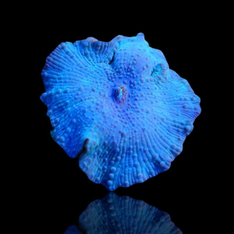 Blue Discosoma Mushroom Coral (per polyp) - Fresh N Marine