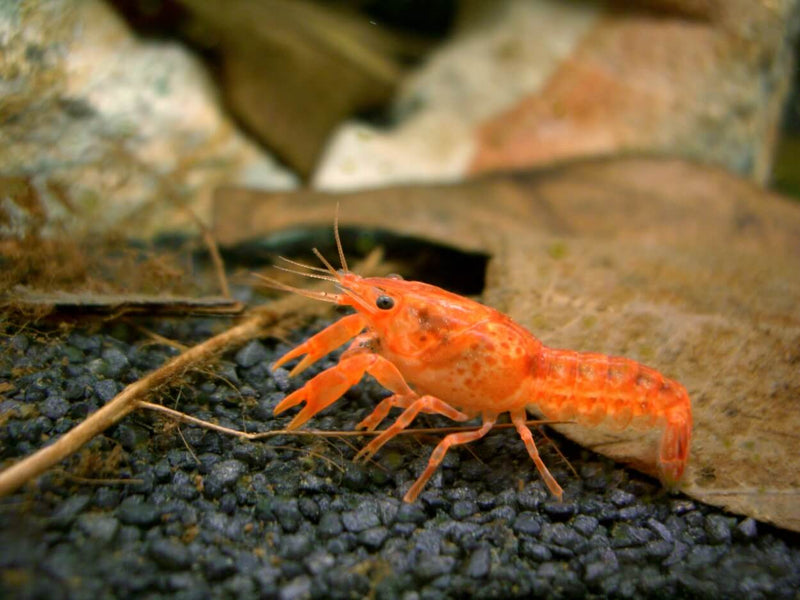 Dwarf Mexican Crayfish CPO - Fresh N Marine
