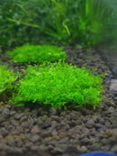 Coral Pelia (Ricciadia Chamedryfolia) (Mesh) - Fresh N Marine