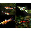 Endler Guppy (Poecilia wingei) (Assorted Colours) - Fresh N Marine