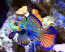 Mandarin Dragonet (Pterosynchiropus splendidus) - Fresh N Marine