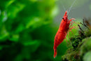 Fire Red Shrimp (Grade A)(A級玫瑰蝦) - Fresh N Marine