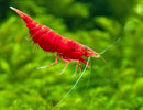 Fire Red Shrimp (Grade A)(A級玫瑰蝦) - Fresh N Marine