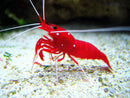 Fire Shrimp (Marine) (Lysmata debelius) - Fresh N Marine