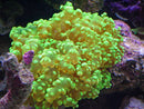 Metallic Green Frogspawn Coral (Euphyllia paradivisa) - Fresh N Marine