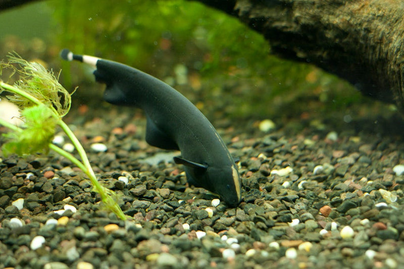 Black Ghost Knifefish (Apteronotus albifrons) - Fresh N Marine